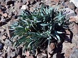 12 Green Plant Near Gasherbrum North Base Camp in China 